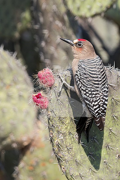 Grey-breasted Woodpecker (Melanerpes hypopolius) perched on a cactus in Oaxaca, Mexico. stock-image by Agami/Glenn Bartley,