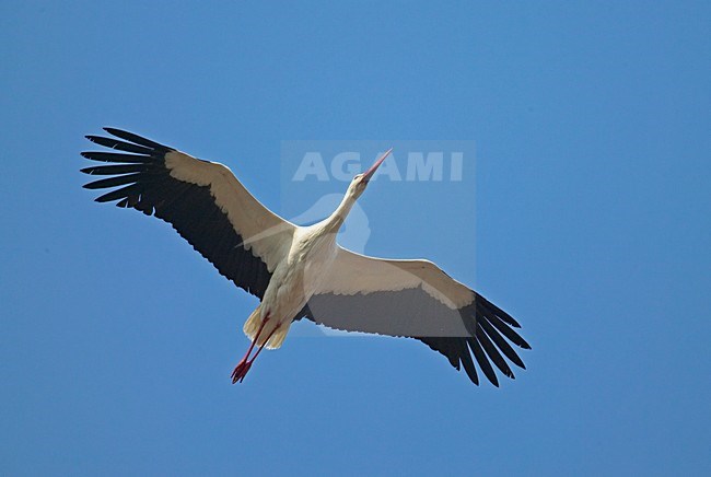 White Stork flying, Ooievaar vliegend stock-image by Agami/Markus Varesvuo,