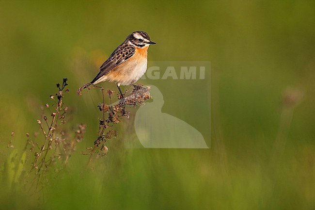 Whinchat (Saxicola rubetra) in Italy. stock-image by Agami/Daniele Occhiato,