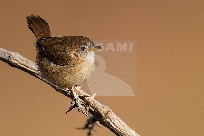 Short-winged Cisticola (Cisticola brachypterus) perched on a branch in Angola. Also known as the siffling cisticola. stock-image by Agami/Dubi Shapiro,