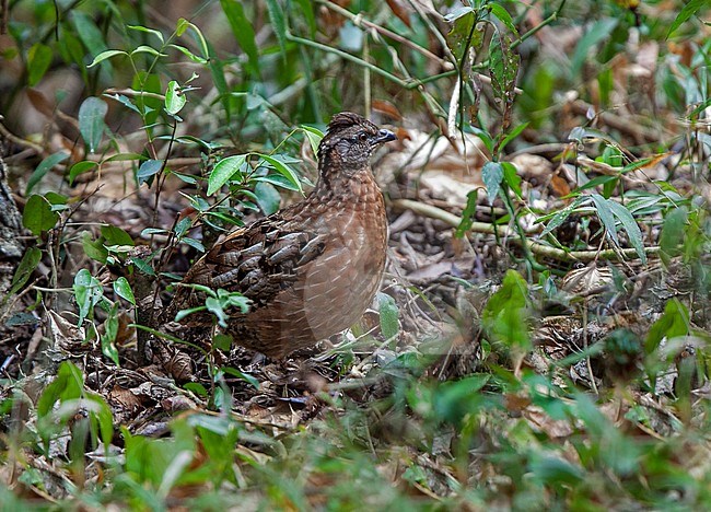 Singing Quail (Dactylortyx thoracicus) female standing among vegetation in forest in Chiapas, Mexico stock-image by Agami/Andy & Gill Swash ,