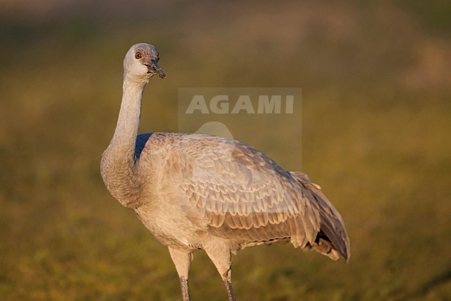 Juveniele Canadese Kraanvogel; Juvenile Sandhill Crane stock-image by Agami/Martijn Verdoes,
