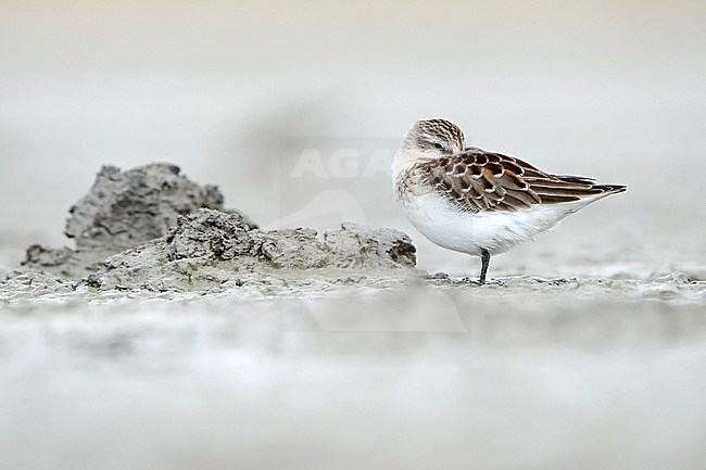 First-winter Red-necked Stint (Calidris ruficollis) during autumn migration in Mongolia. stock-image by Agami/Dani Lopez-Velasco,