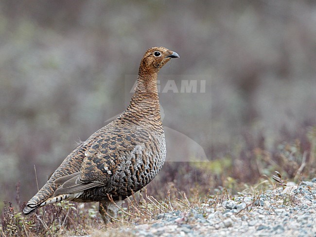 Vrouwtje Korhoen op de grond; Female Black Grouse perched on the ground stock-image by Agami/Markus Varesvuo,