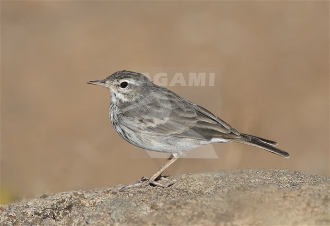 Berthelot's Pipit (Anthus berthelotii) on the island Madeira in the northern Atlantic ocean. Side view of perched adult, stock-image by Agami/Marc Guyt,