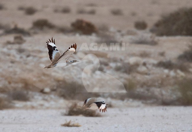 Side view of two adult Macqueen's Bustards (Chlamydotis macqueenii) in flight, photo against bushes and gravel. Israel stock-image by Agami/Markku Rantala,
