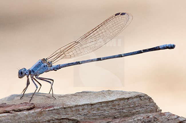 Mannetje Argia moesta, Male Powdered Dancer stock-image by Agami/Wil Leurs,