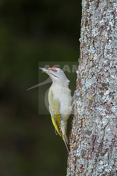 Grey-headed Woodpecker - Grauspecht - Picus canus ssp. canus, Poland, adult, male stock-image by Agami/Ralph Martin,