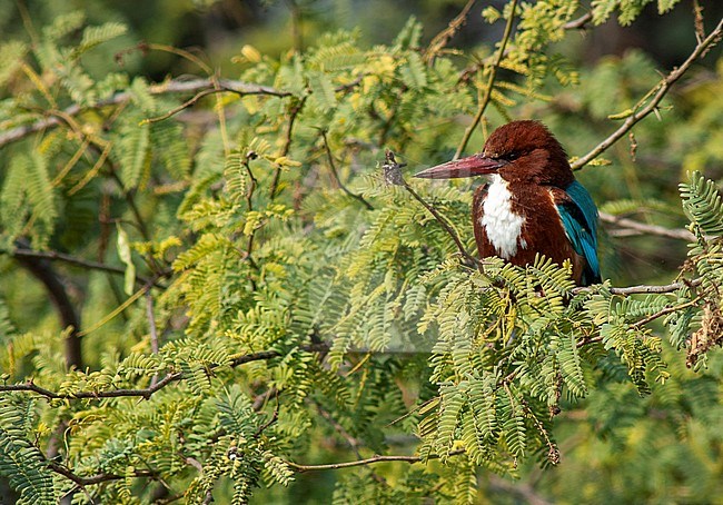 White-throated Kingfisher (Halcyon smyrnensis fusca) perched in a small broadleaved tree in Asia. Also known as the White-breasted Kingfisher. stock-image by Agami/Marc Guyt,