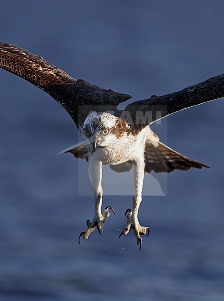 Osprey, Pandion haliaetus, adult fishing at Lake Mälaren, Sweden. With talons stretched out to catch a fish. In flight in the Sweden, seen from the side. Flying against blue lake as background. stock-image by Agami/Helge Sorensen,