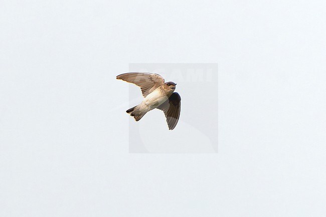 Grey-throated martin, Riparia chinensis, in Northeast India. stock-image by Agami/Dani Lopez-Velasco,