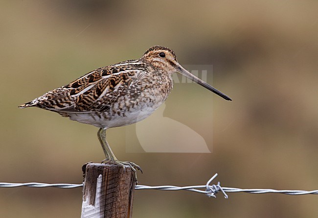 Watersnip; Common Snipe stock-image by Agami/Markus Varesvuo,