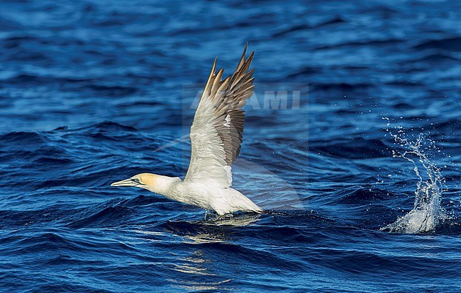 Australasian Gannet, Morus serrator, at sea off North Island, New Zealand. stock-image by Agami/Marc Guyt,