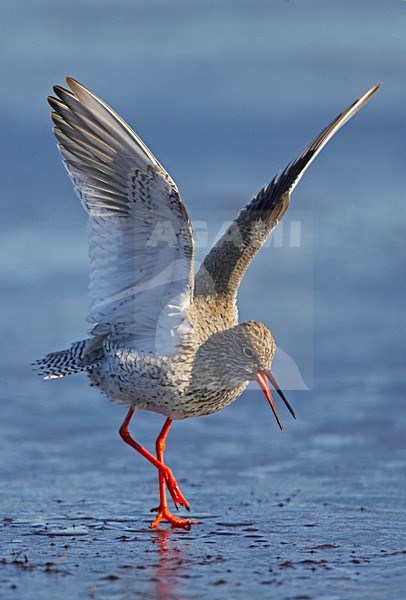 Tureluur klappend met vleugels en roepend; Common Redshank flapping wings and calling stock-image by Agami/Markus Varesvuo,