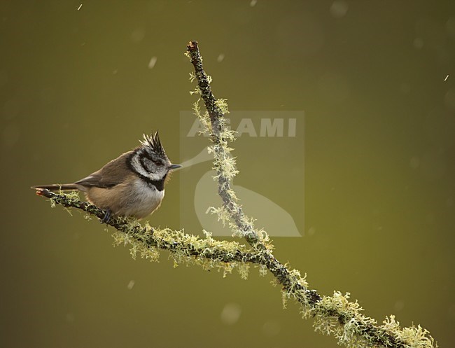 Kuifmees zittend op takje in de regen, European Crested Tit perched on a branch in the rain stock-image by Agami/Danny Green,