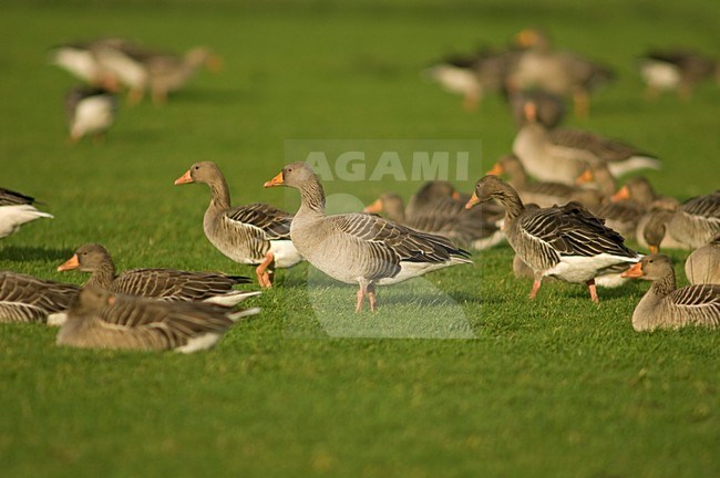 Greylag Goose standing on grassland, Grauwe gans staand in grasland stock-image by Agami/Wil Leurs,