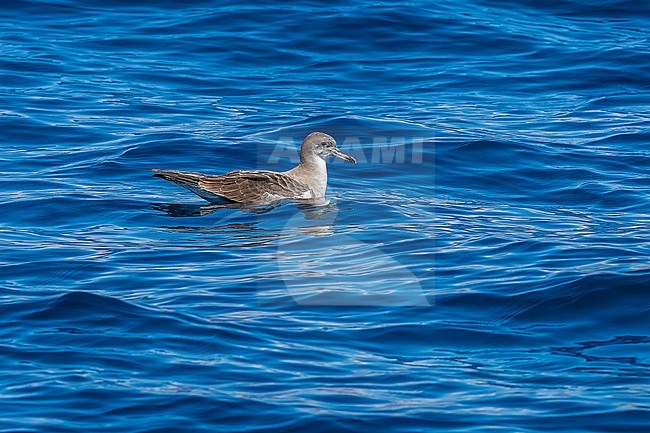 Cape Verde Shearwater (Calonectris edwardsii) swimming off Sao Nicolau, Cape Verde. stock-image by Agami/Vincent Legrand,