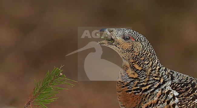 Vrouwtje Auerhoen foeragerend, Western Capercaillie female foraging stock-image by Agami/Markus Varesvuo,