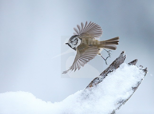 Crested Tit (Parus cristatus) in flight in Finland during winter. stock-image by Agami/Tomi Muukkonen,