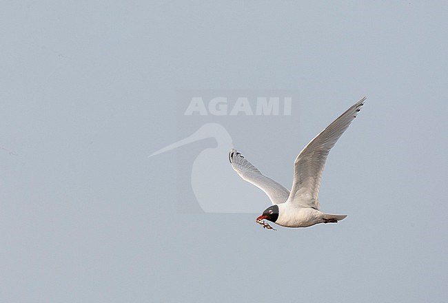 Second-summer Mediterranean Gull (Ichthyaetus melanocephalus) during spring in Hungary. Bird flying with nest material in its bill. stock-image by Agami/Marc Guyt,