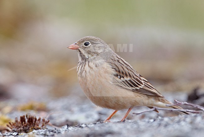 Ortolaan aan de grond, Ortolan Bunting on the ground stock-image by Agami/Markus Varesvuo,