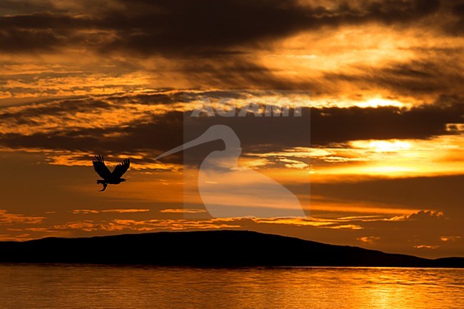 Zeearend in vlucht tijdens zonsondergang, White-tailed Eagle in flight during dawn stock-image by Agami/Danny Green,