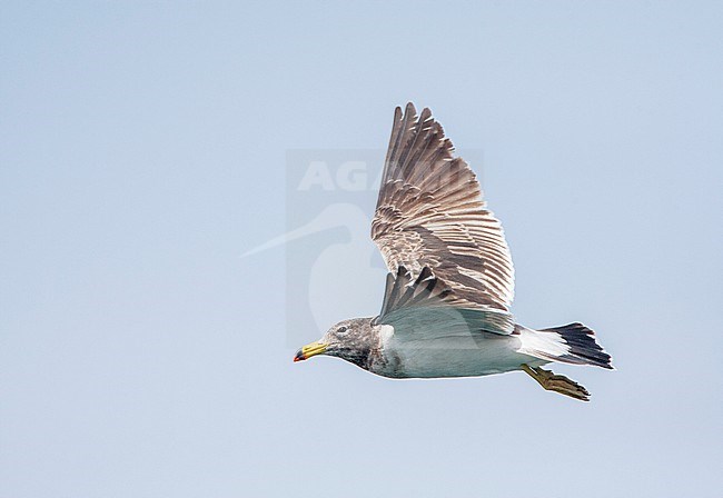 Immature Belcher's Gull (Larus belcheri), also known as the band-tailed gull, at the coast of the Humboldt Current in Lima, Peru. stock-image by Agami/Marc Guyt,