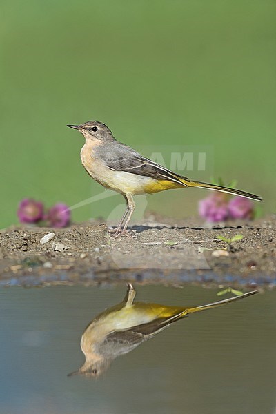 Grey Wagtail, Grote Gele Kwikstaarta stock-image by Agami/Alain Ghignone,