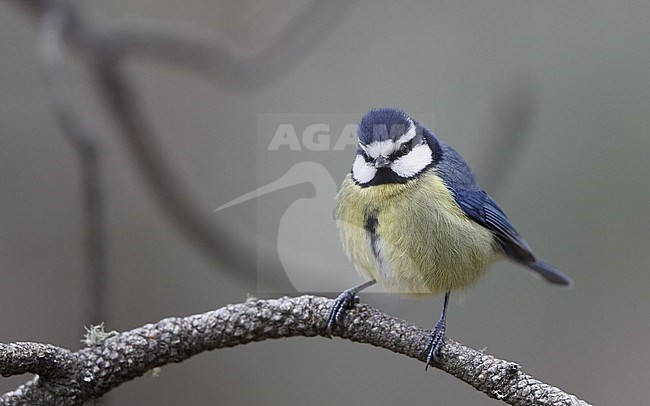 African Blue Tit (Cyanistes teneriffae teneriffae) in Tenerife, Canary Islands stock-image by Agami/Helge Sorensen,