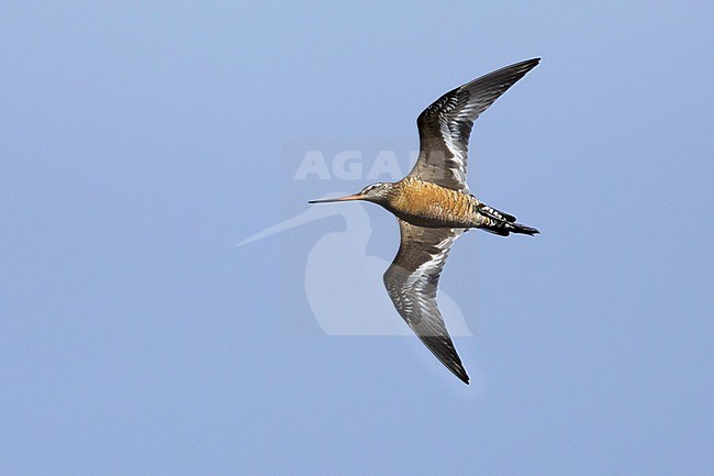 Adult male Hudsonian Godwit (Limosa haemastica) in summer plumage displaying over the arctic tundra of Churchill, Manitoba in Canada. Showing under wing pattern. stock-image by Agami/Brian E Small,