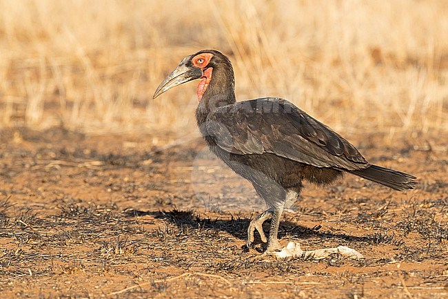 Southern Ground Hornbill (Bucorvus leadbeateri), side view of an adult walking on the ground, Mpumalanga, South Africa stock-image by Agami/Saverio Gatto,