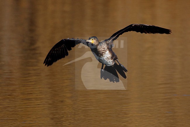 Aalscholver in de vlucht; Great Cormorant in flight stock-image by Agami/Daniele Occhiato,