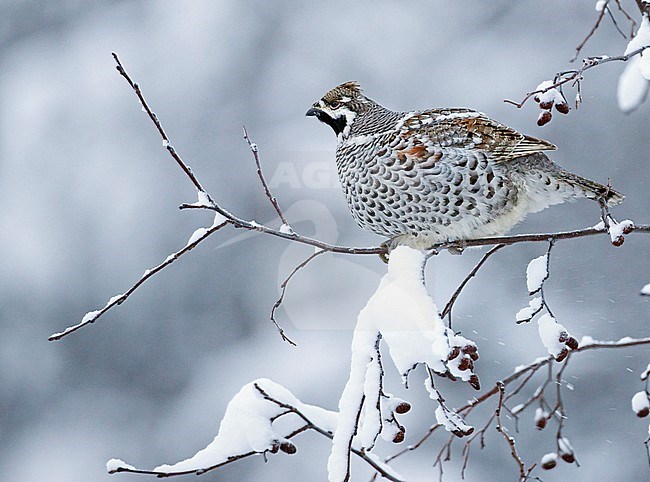 Hazel Grouse (Bonasia bonasia) eating berries in a tree in Kuusamo during a cold winter. stock-image by Agami/Markus Varesvuo,