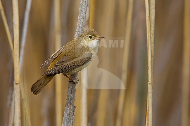 Common Reed Warbler, Acrocephalus scirpaceus, in Italy. stock-image by Agami/Daniele Occhiato,