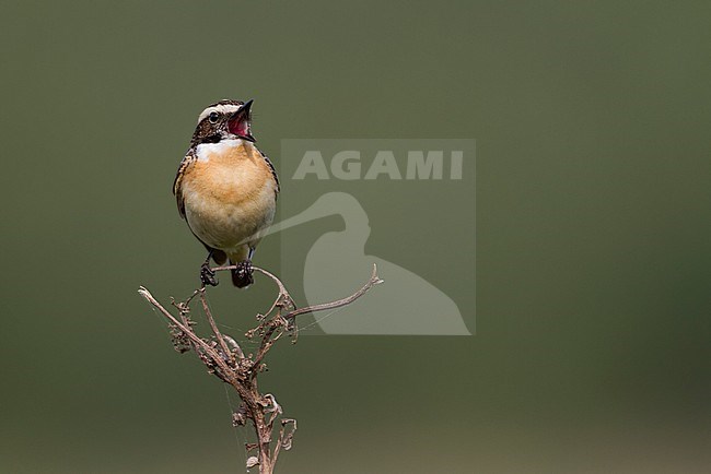 Whinchat (Saxicola rubetra), Poland, adult male stock-image by Agami/Ralph Martin,