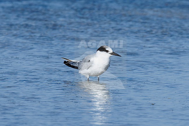 Saunders's Tern (Sternula saundersi) taken the 23/02/2023 at Bar al Hikman - Oman. stock-image by Agami/Nicolas Bastide,