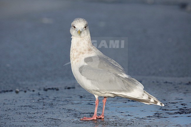 Kumliens Meeuw, Kumlien's Gull, Larus glaucoides kumlieni stock-image by Agami/Chris van Rijswijk,