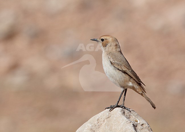 Vrouwtje Roodstuittapuit; Female Red-rumped Wheatear stock-image by Agami/Markus Varesvuo,