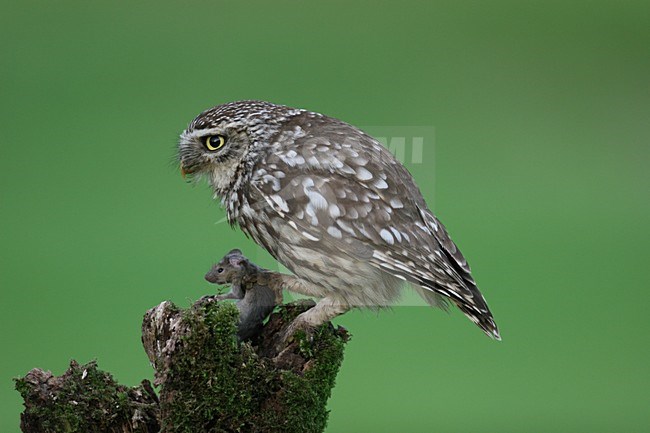 Little Owl perched with a prey; Steenuil zittend met prooi stock-image by Agami/Chris van Rijswijk,