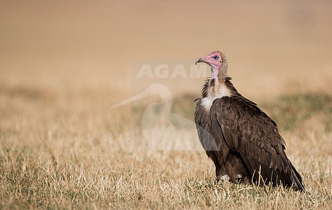 Hooded Vulture, Necrosyrtes monachus, in Africa. stock-image by Agami/Ian Davies,