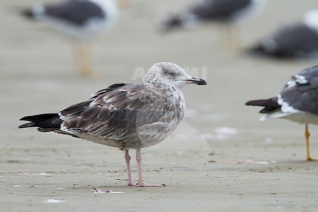 Kleine Mantelmeeuw, Lesser Black-backed Gull, Larus fuscus, Germany, 2nd cy stock-image by Agami/Ralph Martin,
