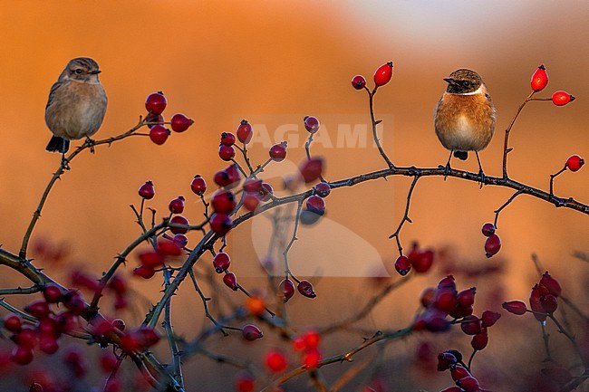 European Stonechat (Saxicola rubicola) in Italy. stock-image by Agami/Daniele Occhiato,