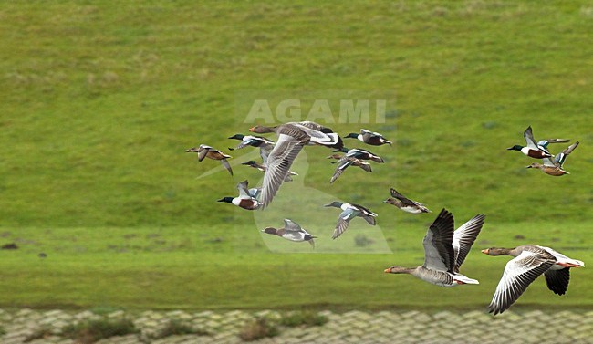 Grauwe Gans en Slobeend in vlucht, Greylag Goose and Northern Shoveler in flight stock-image by Agami/Roy de Haas,