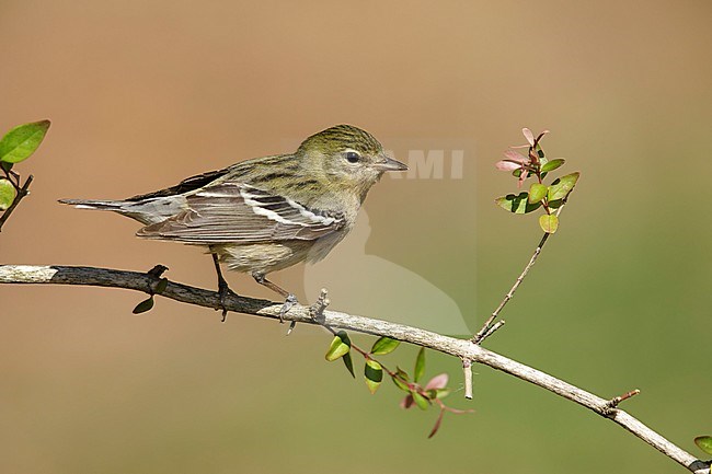 Adult female Bay-breasted Warbler (Setophaga castanea) during spring migration at Galveston County, Texas, USA. Perched on a branch. stock-image by Agami/Brian E Small,