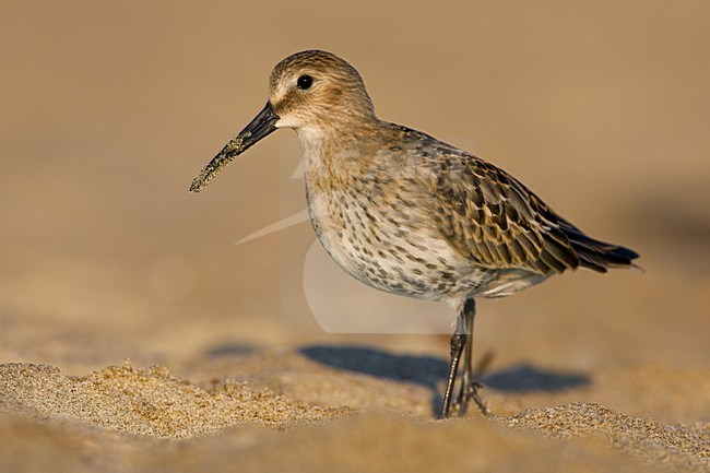 Onvolwassen Bonte Strandloper; Immature Dunlin stock-image by Agami/Daniele Occhiato,