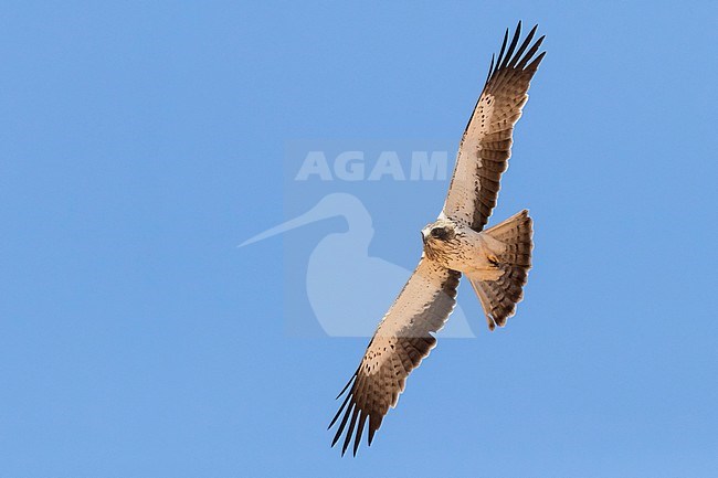 Booted Eagle (Hieraaetus pennatus), pale morph individual in flight stock-image by Agami/Saverio Gatto,