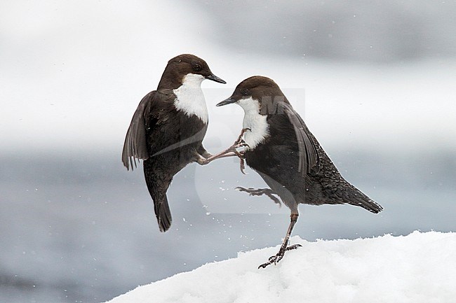 White-throated Dipper (Cinclus cinclus) Kuusamo Finland March 2015 stock-image by Agami/Markus Varesvuo,