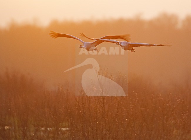 Common Crane group flying; Kraanvogel groep vliegend stock-image by Agami/Markus Varesvuo,