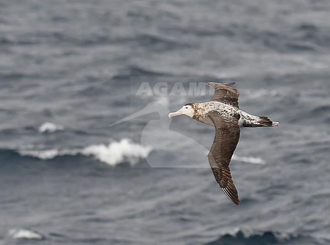 Immature Snowy Abatross, Diomedea exulans, at sea between South Georgia and Gough, in the Southern Atlantic ocean. Also known as the white-winged albatross or wandering albatross. stock-image by Agami/Laurens Steijn,