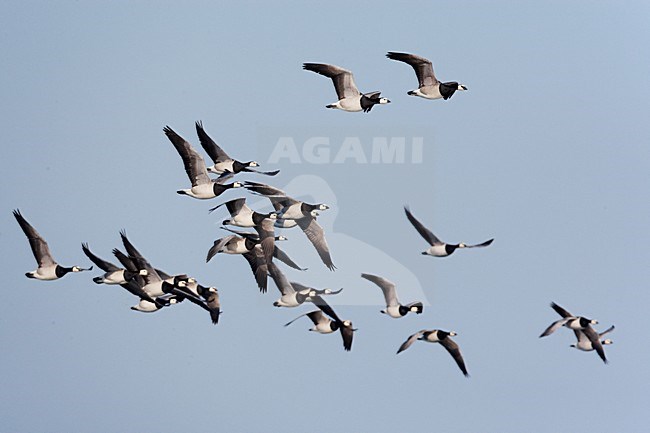 Brandganzen tijdens de trek; Barnacle Geese on migration stock-image by Agami/Markus Varesvuo,